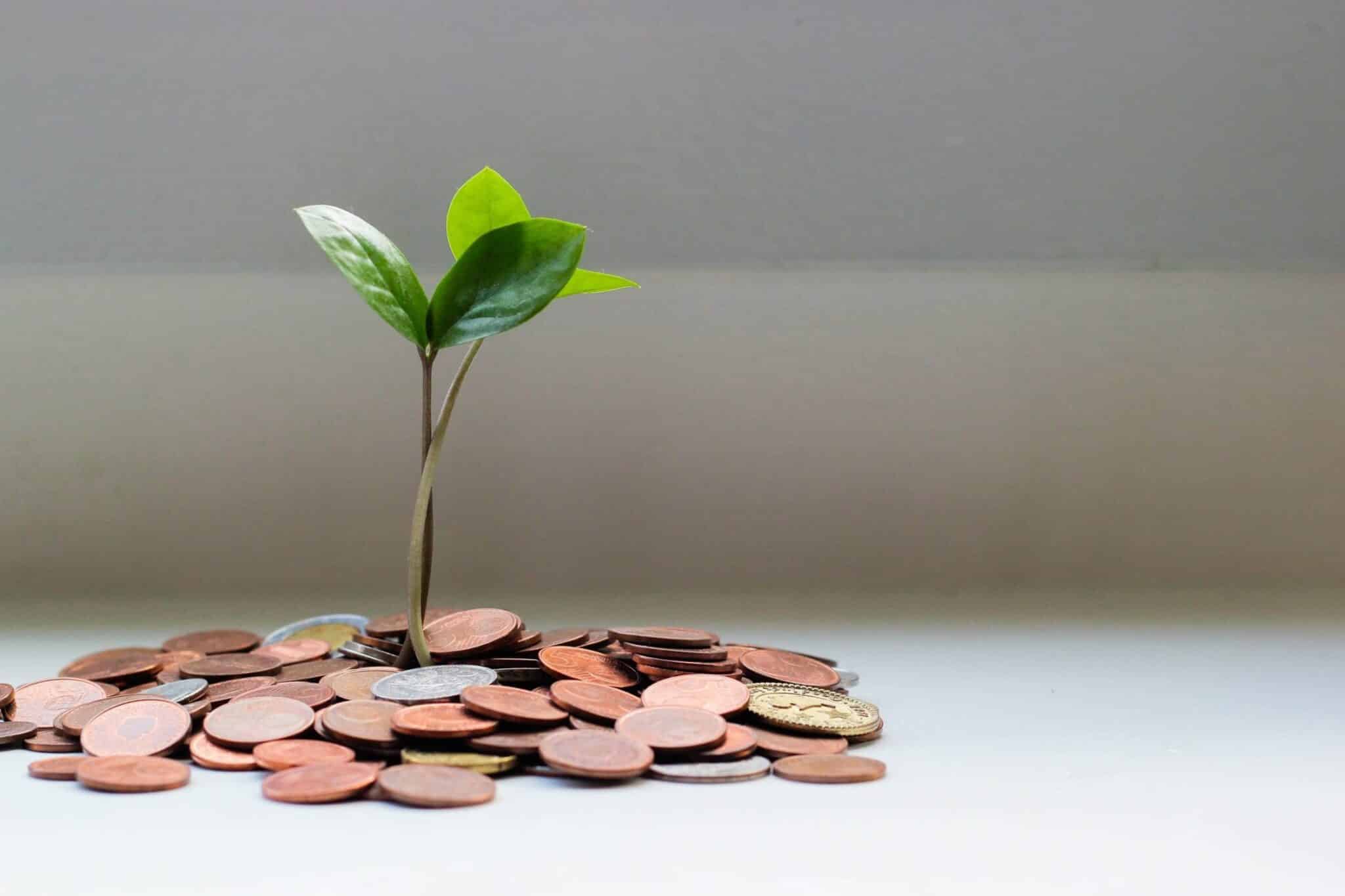 Tree surrounded by money