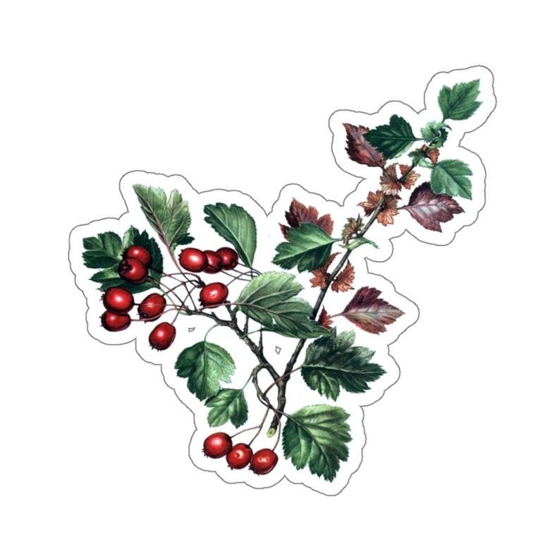 Hawthorne plant stickers gift idea