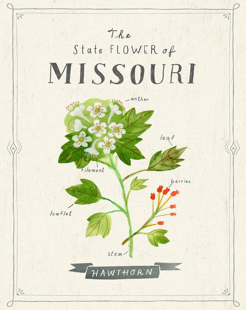missouri state flower lily birth month flower gift ideas for may