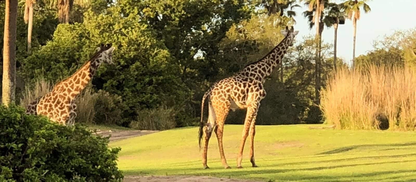 best-gifts-for-animal-kingdom-fans-unique-gifter