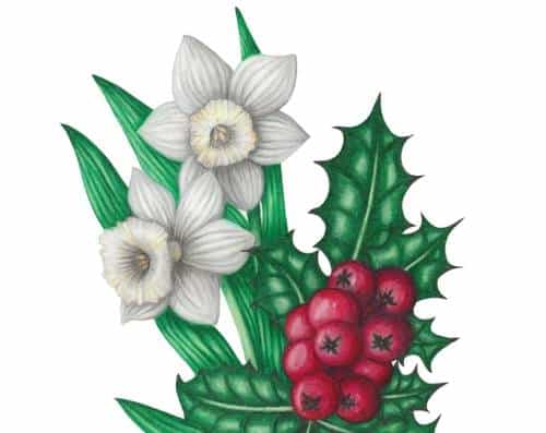 December Birth Flowers Botanical Illustration