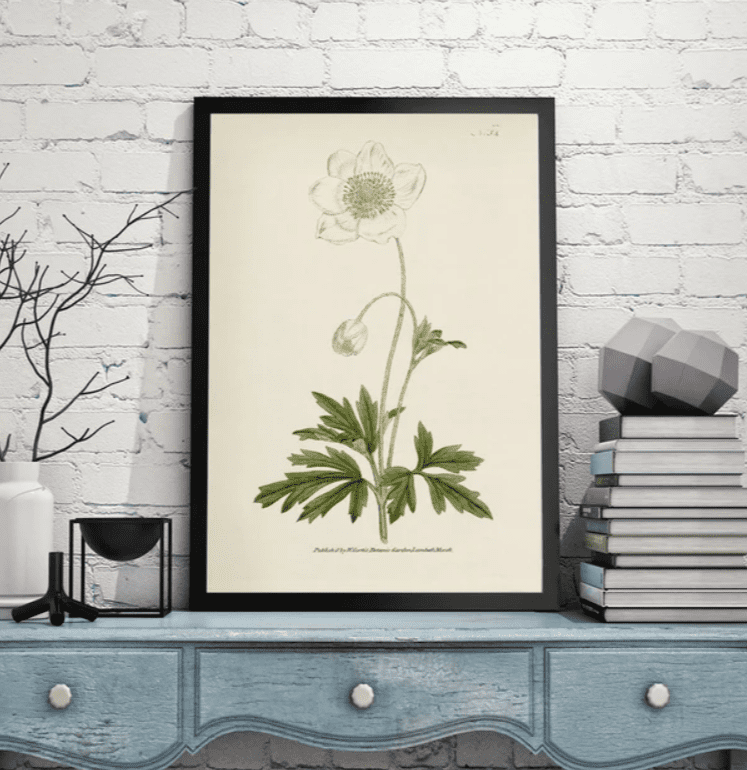Antique inspired botanical flower print of a Snowdrop