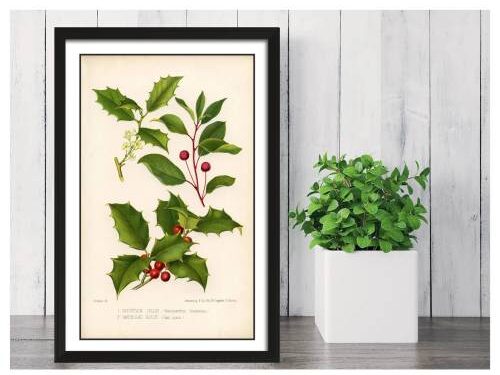 Winter holly poster art print gift ideas for a December birth month flower