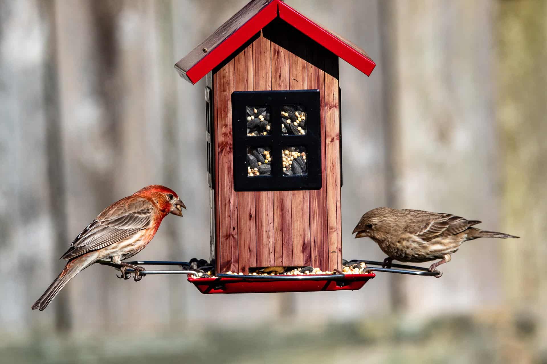 Outdoor bird feeder
