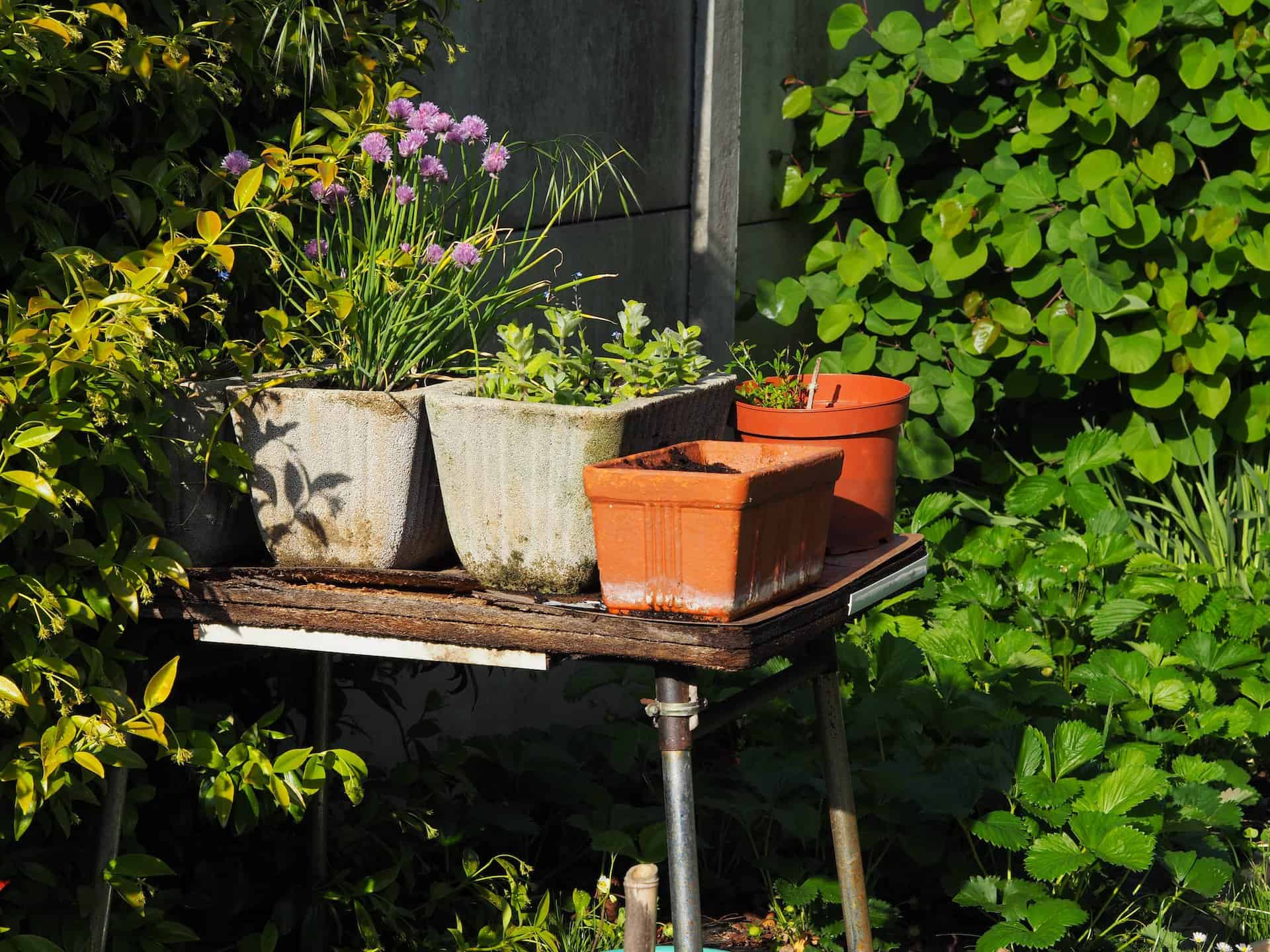 Container gardening pots