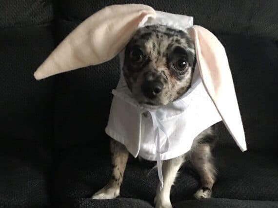 Dog bunny costume