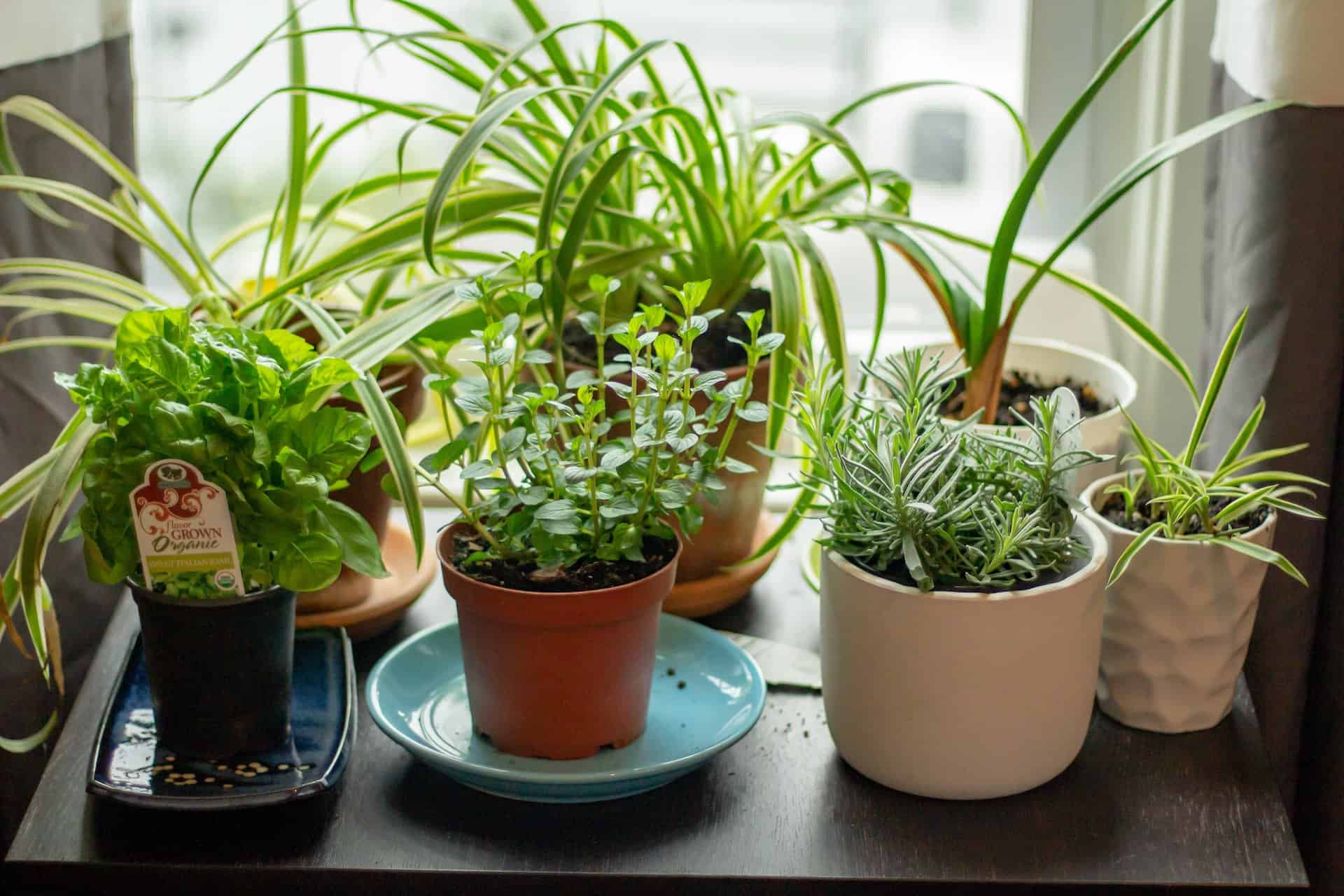 Indoor herb garden growing