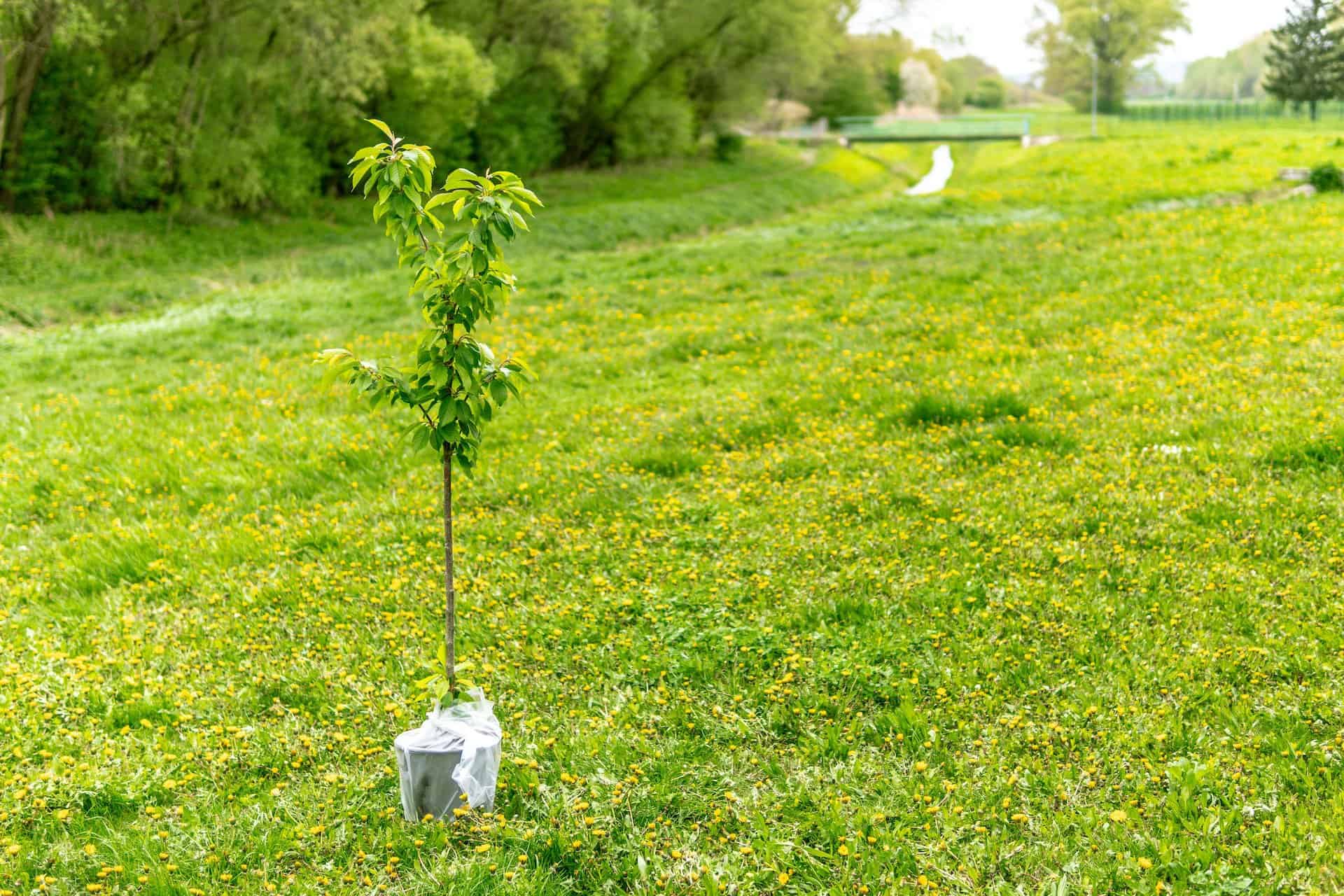 Planting a tree for Earth Day