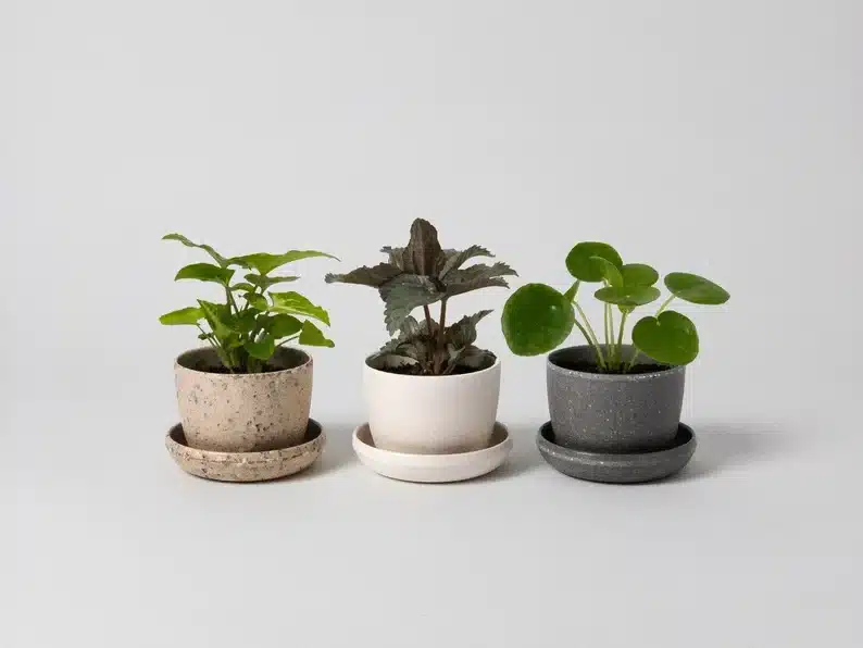 Three mini planters all with green plants in them, one light brown, one white, and one dark grey. 