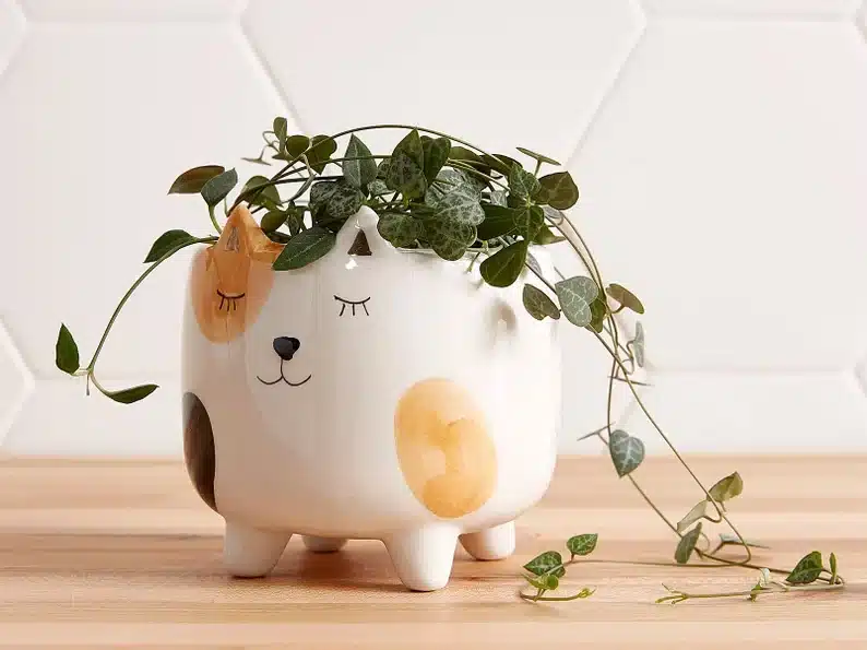 White planter cat with brown patches with a plant inside of it. 