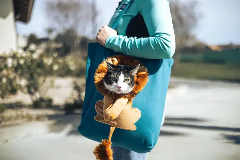 Person holding a teal color cat carrier where the cats head sticks out and looks like a lion. 