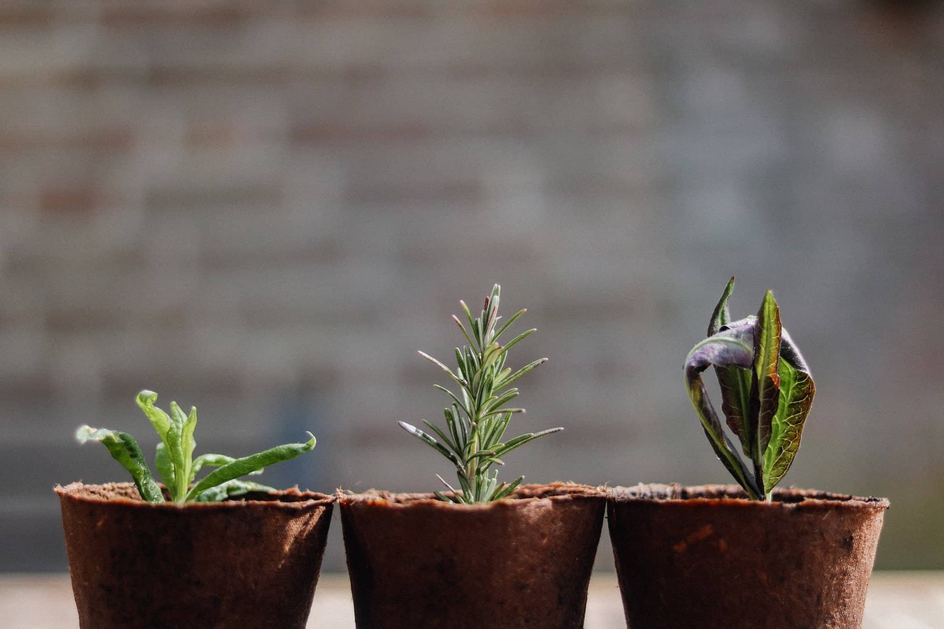 Assorted plants to give mom for Mother's Day