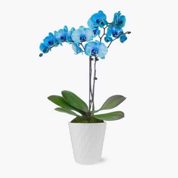Blue orchid in a pot