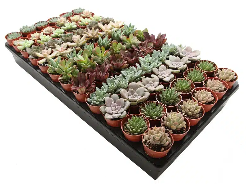 Welcome Gifts for Quiz Competitions - fifty mini assorted succulents. 