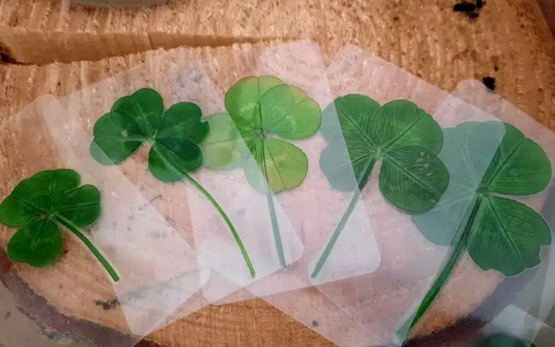 Welcome Gifts for Quiz Competitions - clear package with four leaf clovers in them. 